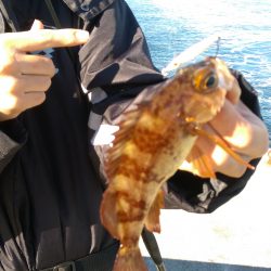 なんとか釣れました(^_^)v